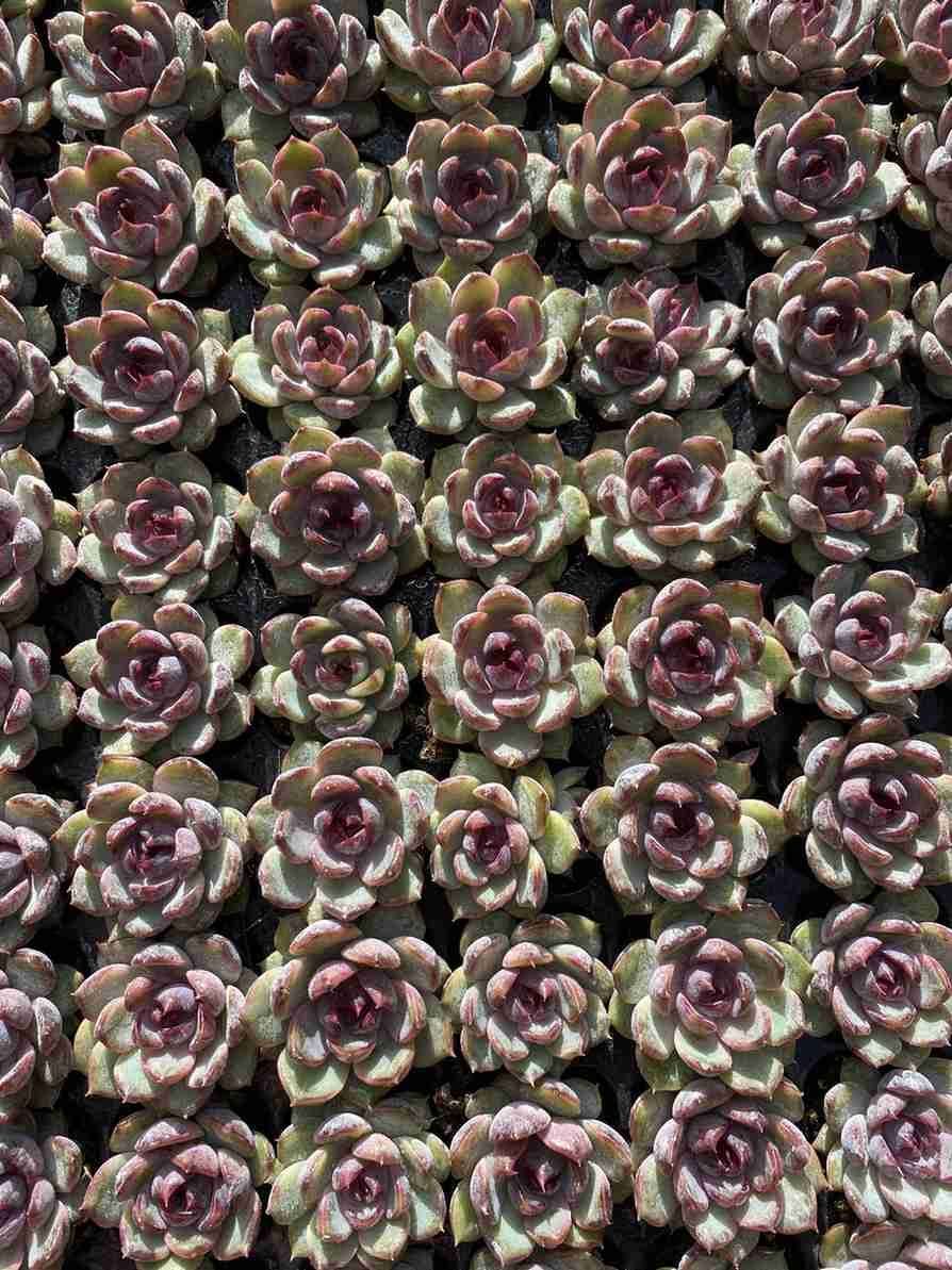 V75-1 月の神 105苗 多肉植物 土と根付き エケベリア レア種 韓国