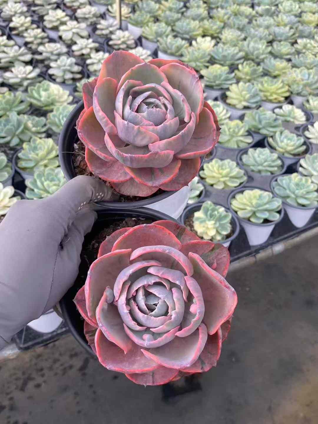 a*s様 B1505-4×15苗 ギョクシキキン アエオニウム 抜き苗 多肉植物 a*s様 B1505-4×15苗 ギョクシキキン アエオニウム 抜き苗 多肉