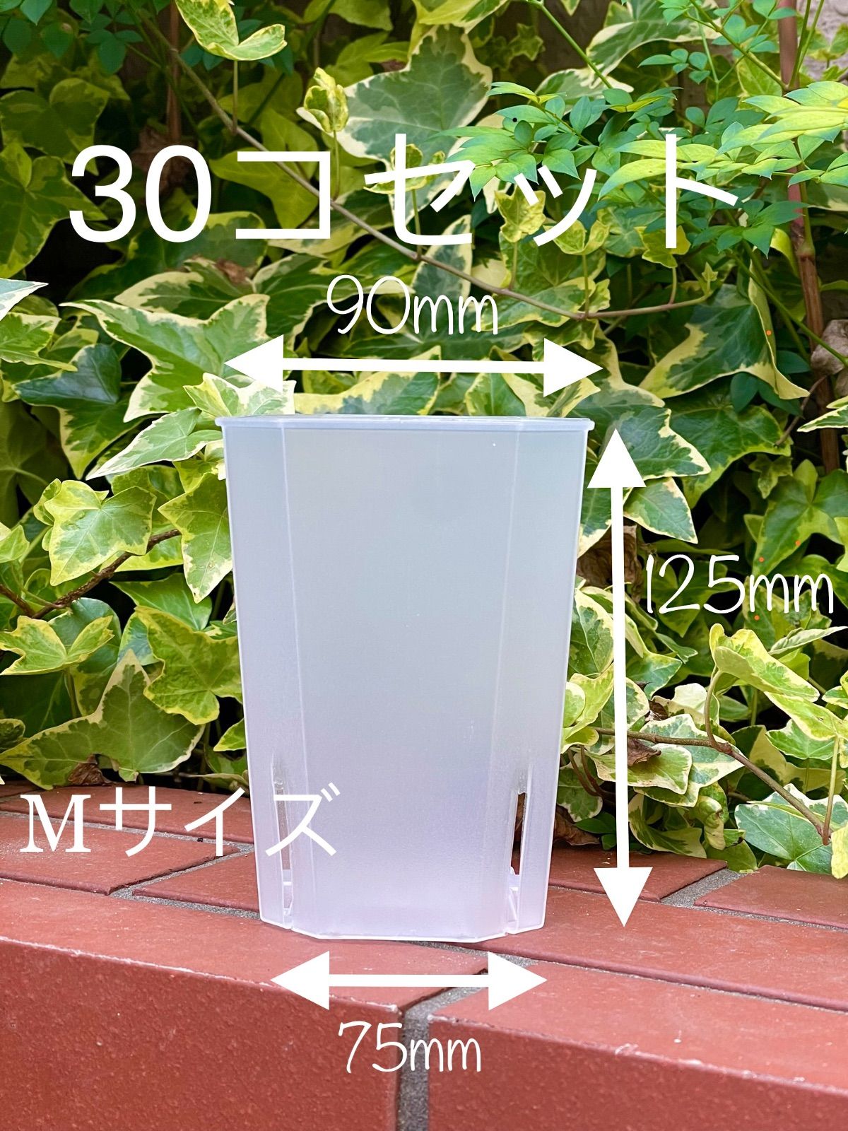 Mサイズ30個セット　透明植木鉢　多肉植物　ハオルチア　専用鉢　植木鉢　簡易プラ鉢　通気性が良い　根腐れを防止