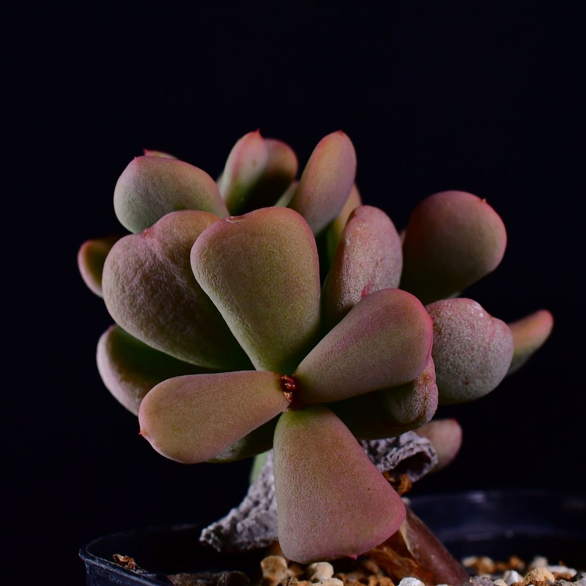 3WD 実生 2株セット ケラリア・ピグマエア Ceraria pygmaea