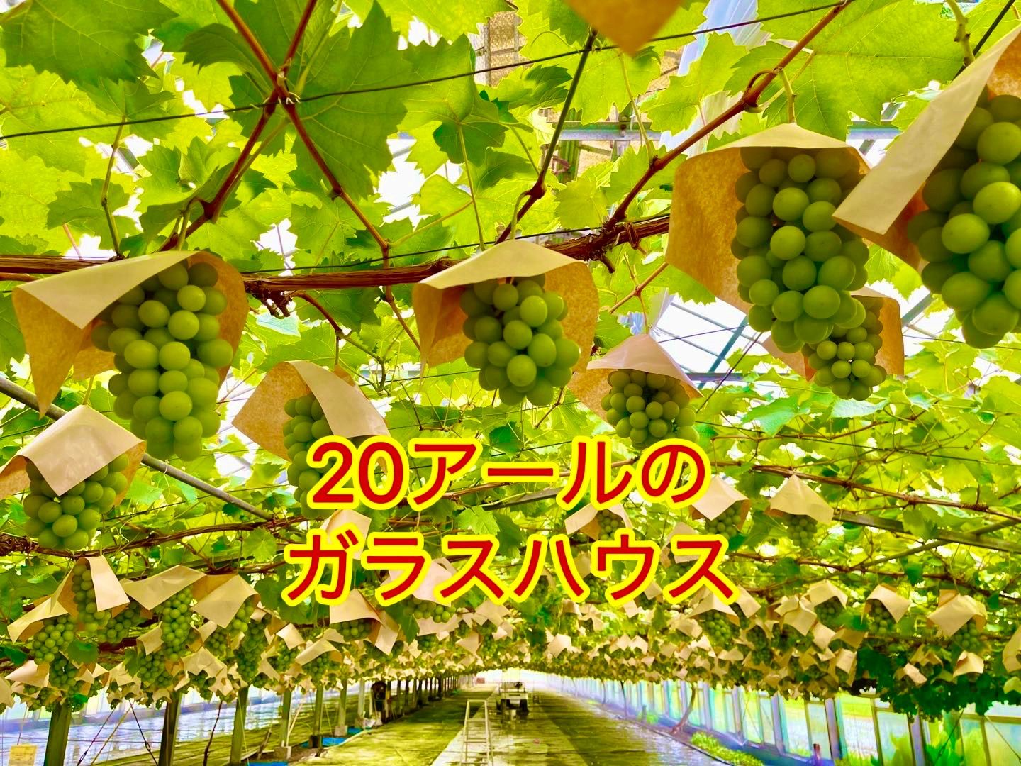 【予約販売】岡山県シャインマスカト農林大臣賞無農薬3房秀品上品な甘さ特別な香 岡山県シャインマスカト農林大臣賞 無農薬3房秀品贅沢な甘さ特別