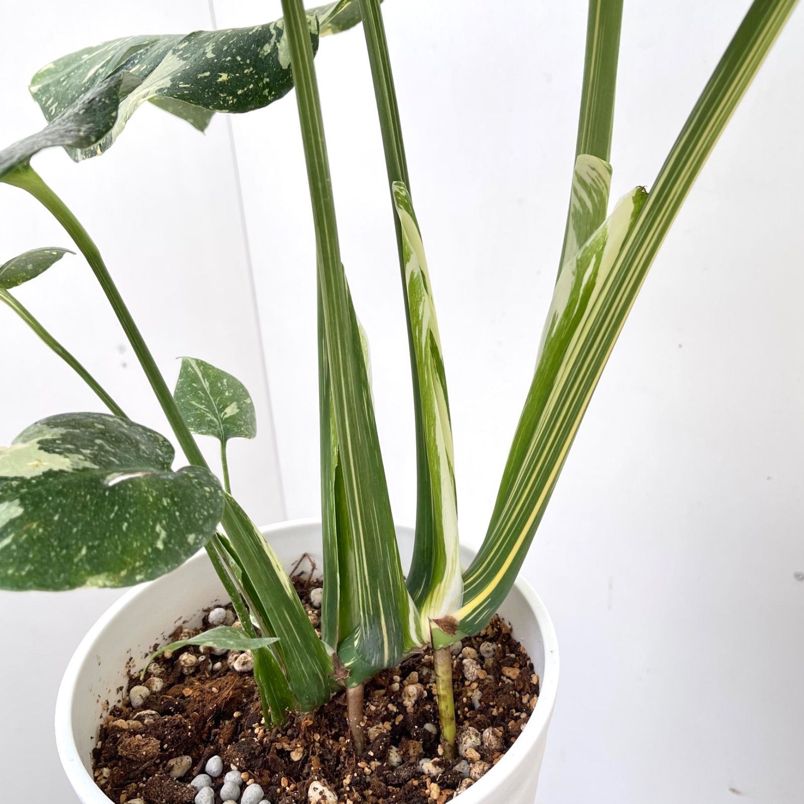 現品 観葉植物