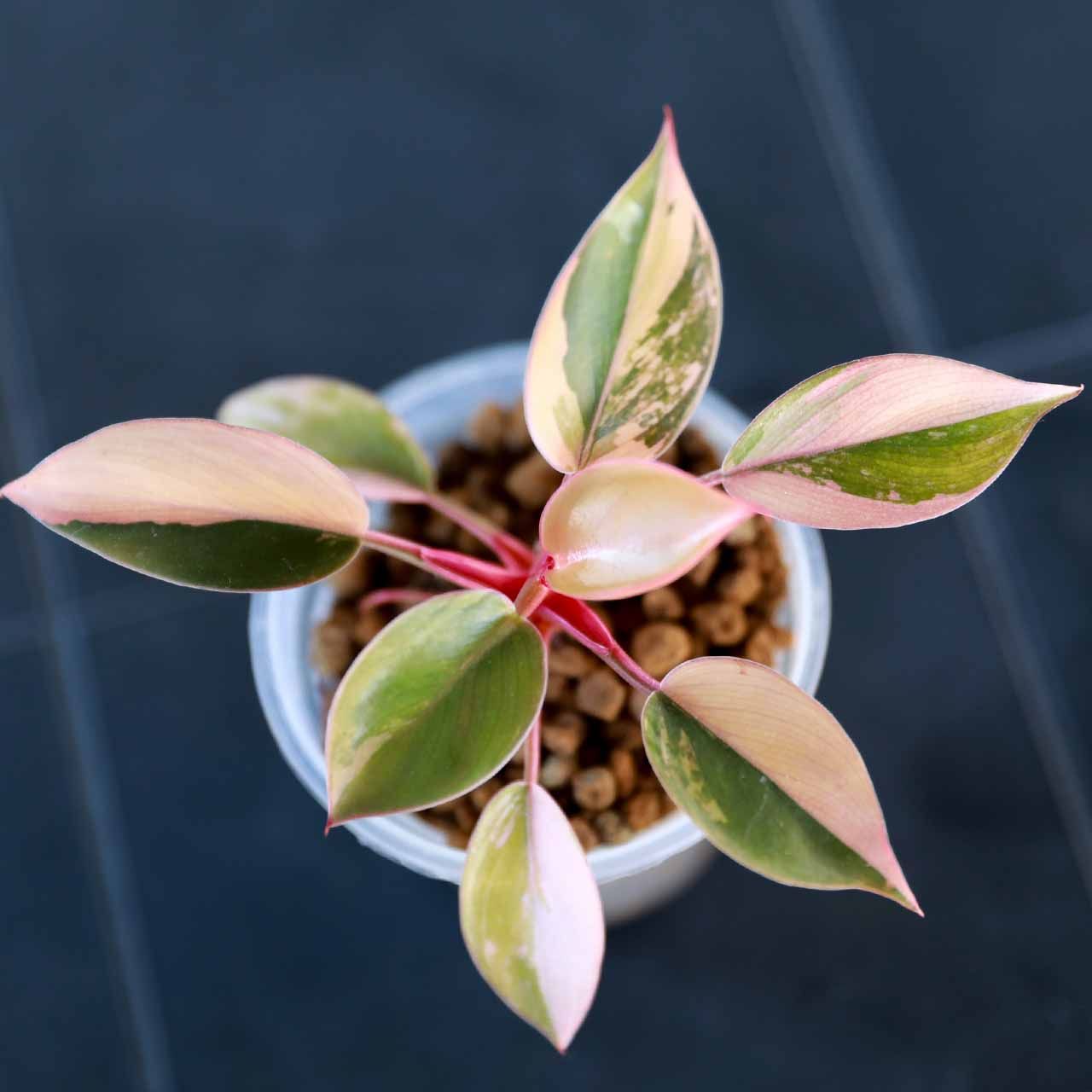 8月末まで】フィロデンドロン レッドコンゴ Philodendron Red Congo