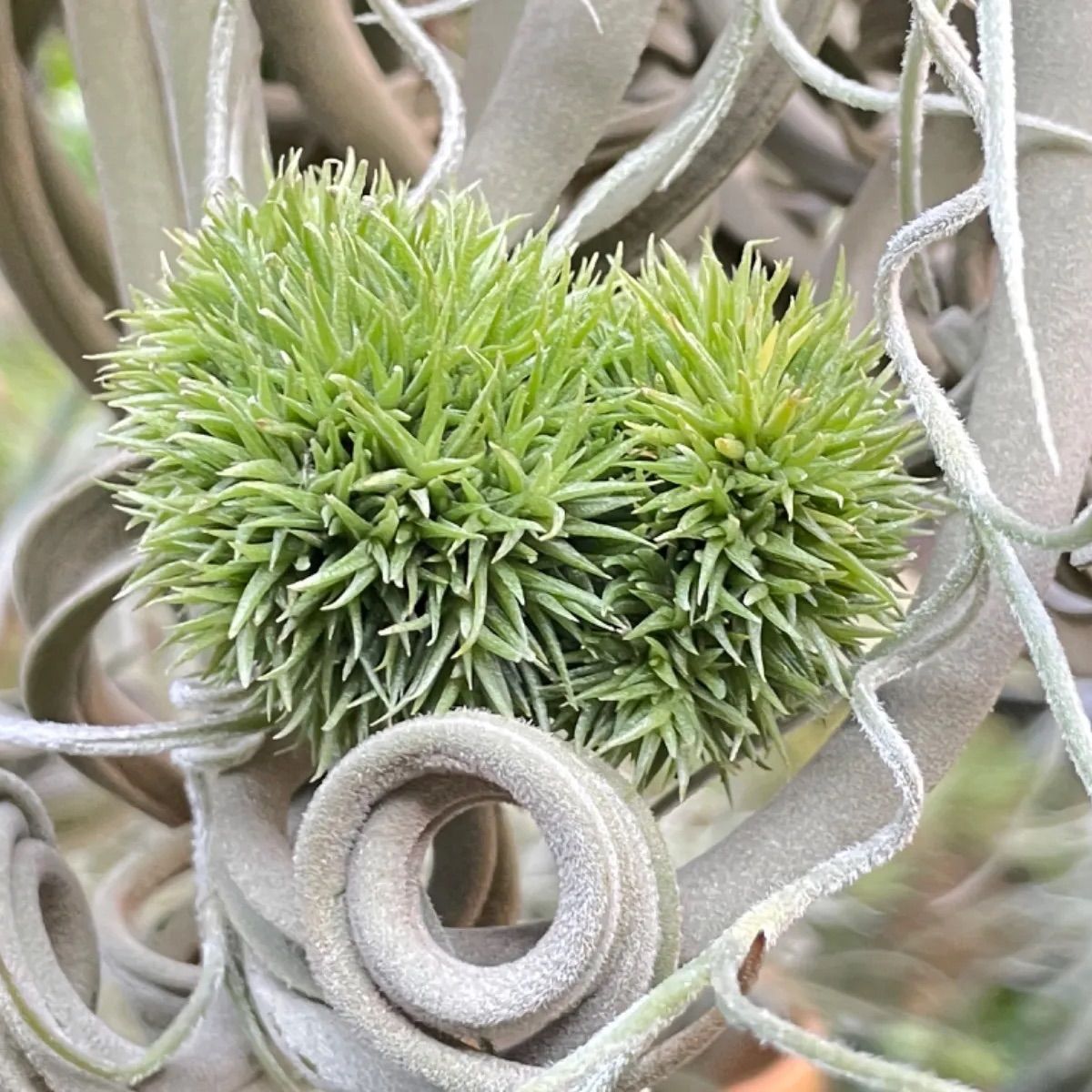 ◇ チランジアアエラントステディベア特大サイズ 84