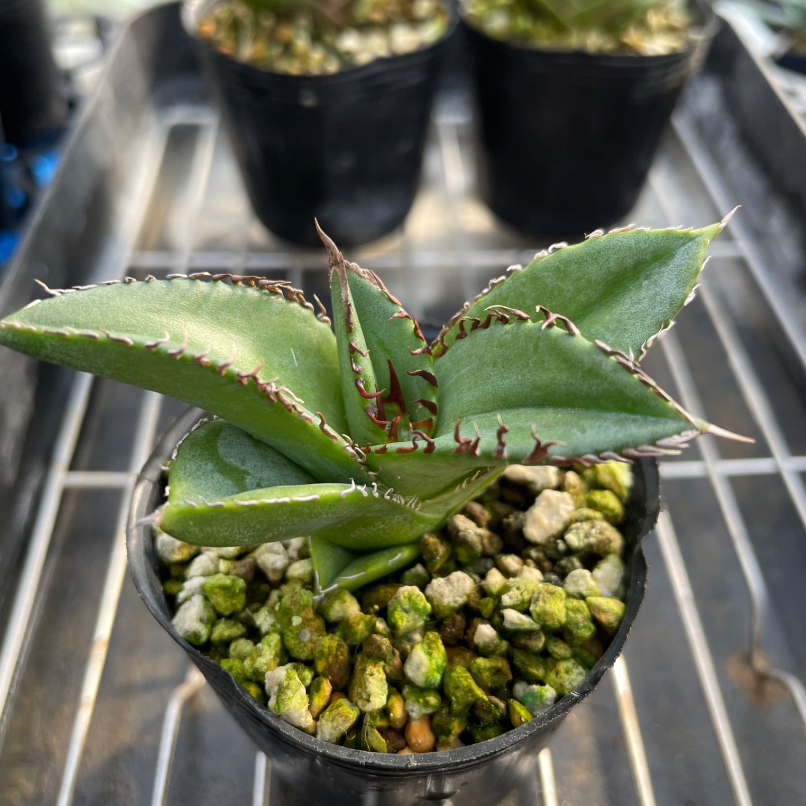 OT005 アガベオテロイ実生5株セット Agave oteloi seeding - メルカリ 