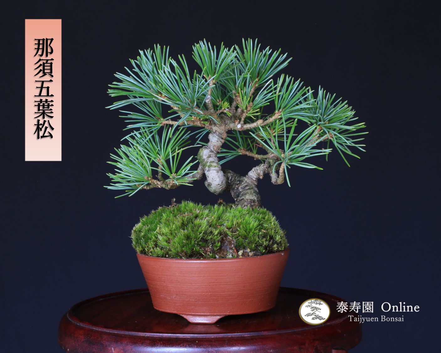 那須五葉松 実生 ミニ盆栽 泰寿園 Online 現品 盆栽 松柏 室内 鑑賞 趣味 卓上盆栽 盆栽鉢 グリーン 和 ギフト プレゼント 贈答品 ミニ盆栽 誕生日 母の日 父の日 敬老の日 記念日 お祝い 5