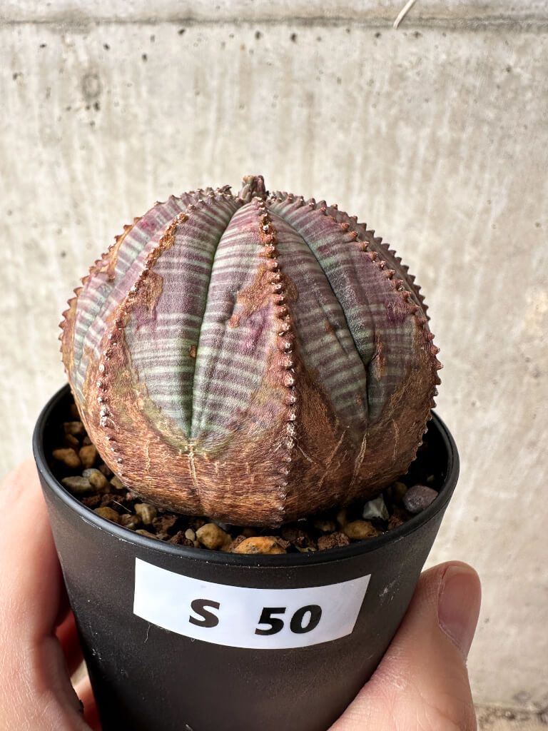 現品限り】ユーフォルビア・オベサ【S50】 Euphorbia obesa【植物