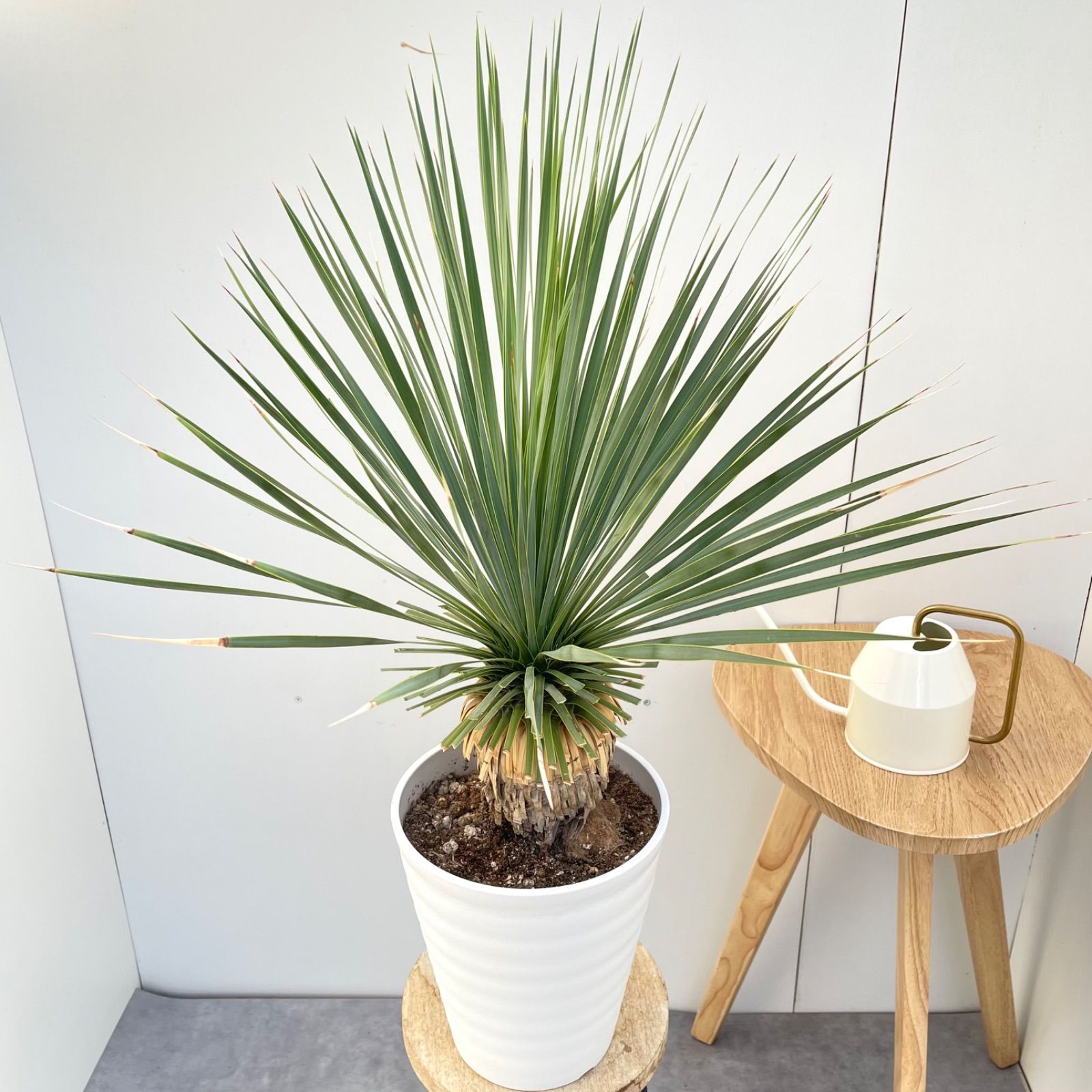 売約済※ユッカ ロストラータ サファイアスカイズ 5【現品】 ☆希少