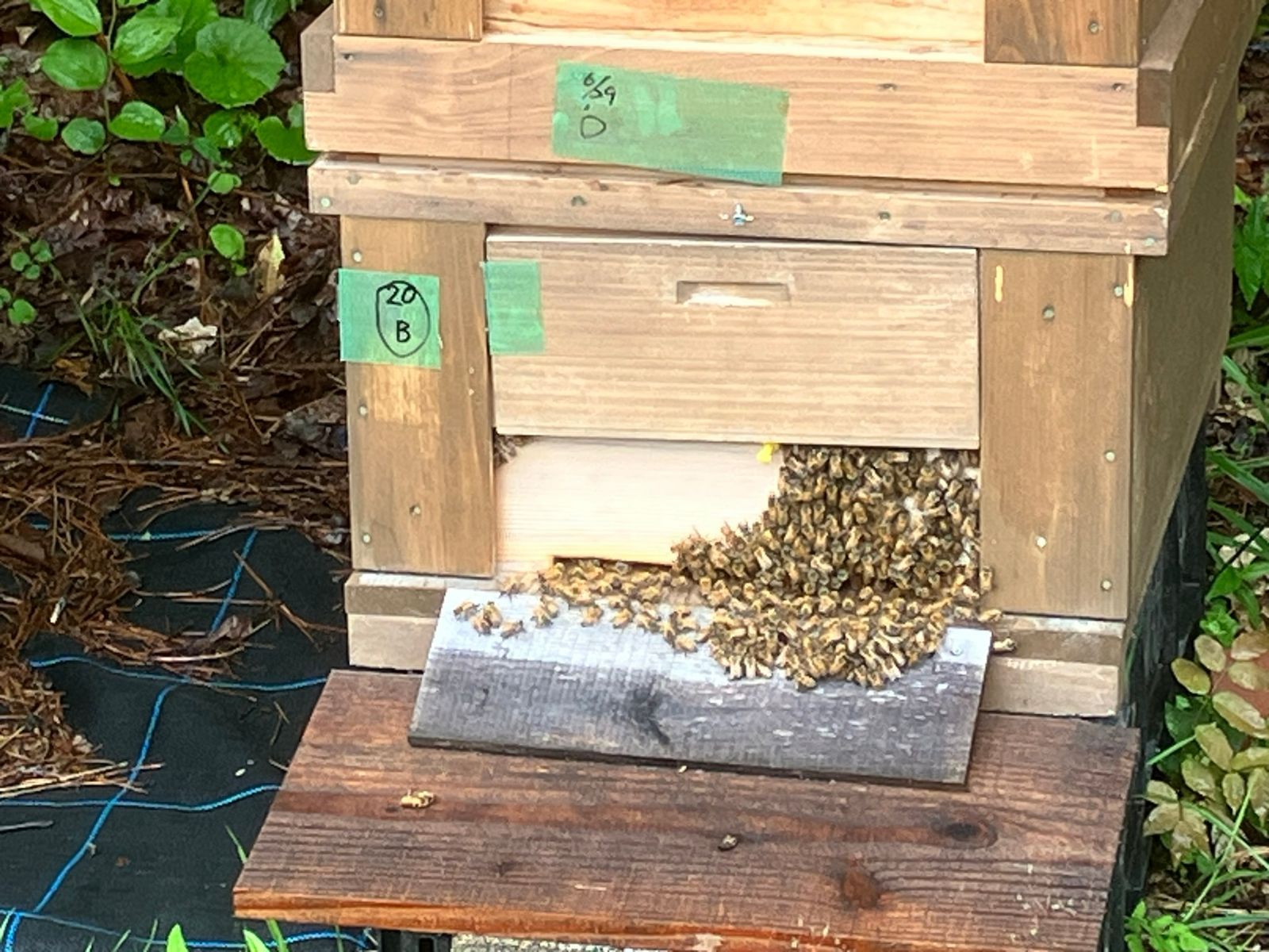 後山産 百花はちみつ 1000g 国産蜂蜜 生はちみつ 純粋ハチミツ H1-2