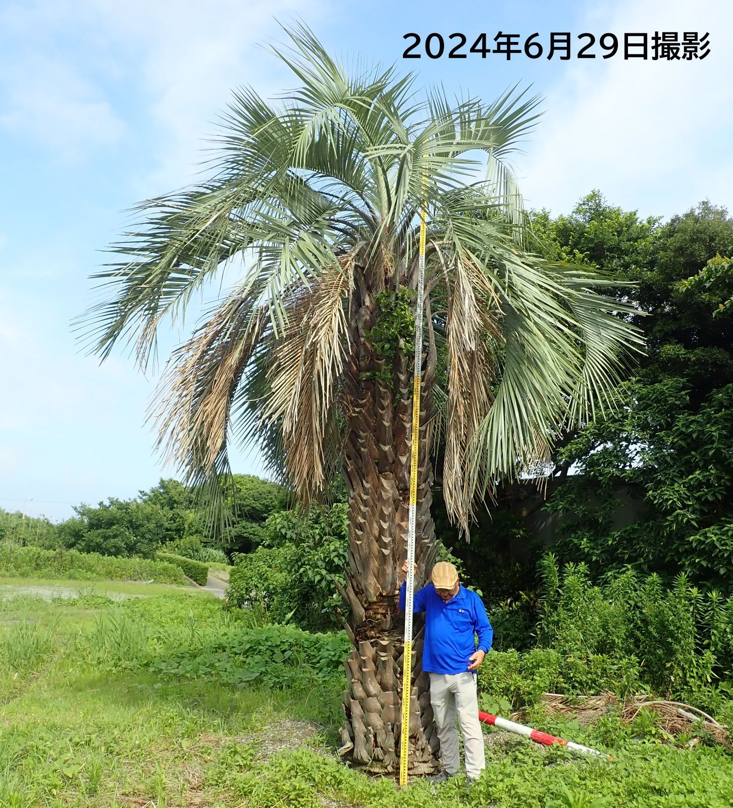 ココスヤシ2万〜 夫婦ココスヤシ 【公式通販】