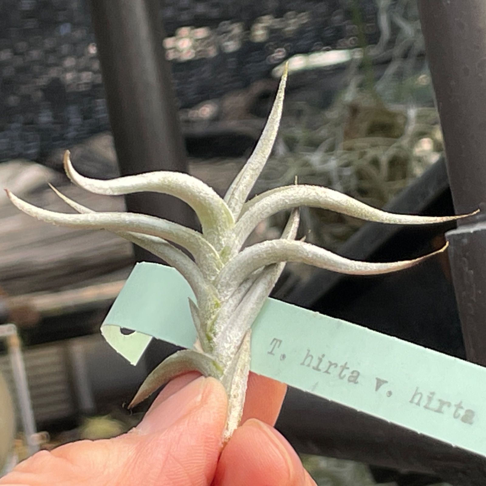 T5】Tillandsia hirta PERU ティランジア ヒルタ ペルー