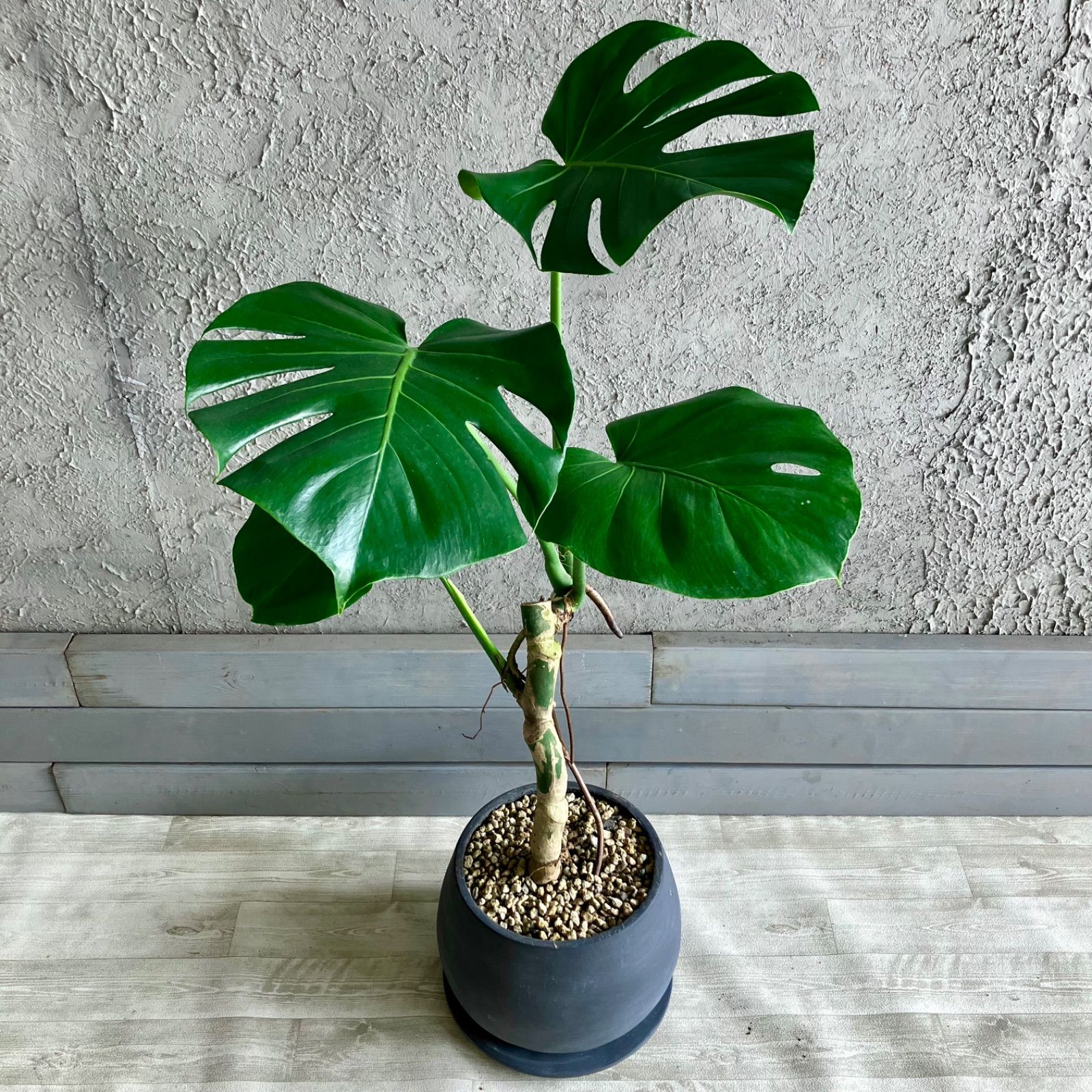 厳選された植物と鉢
