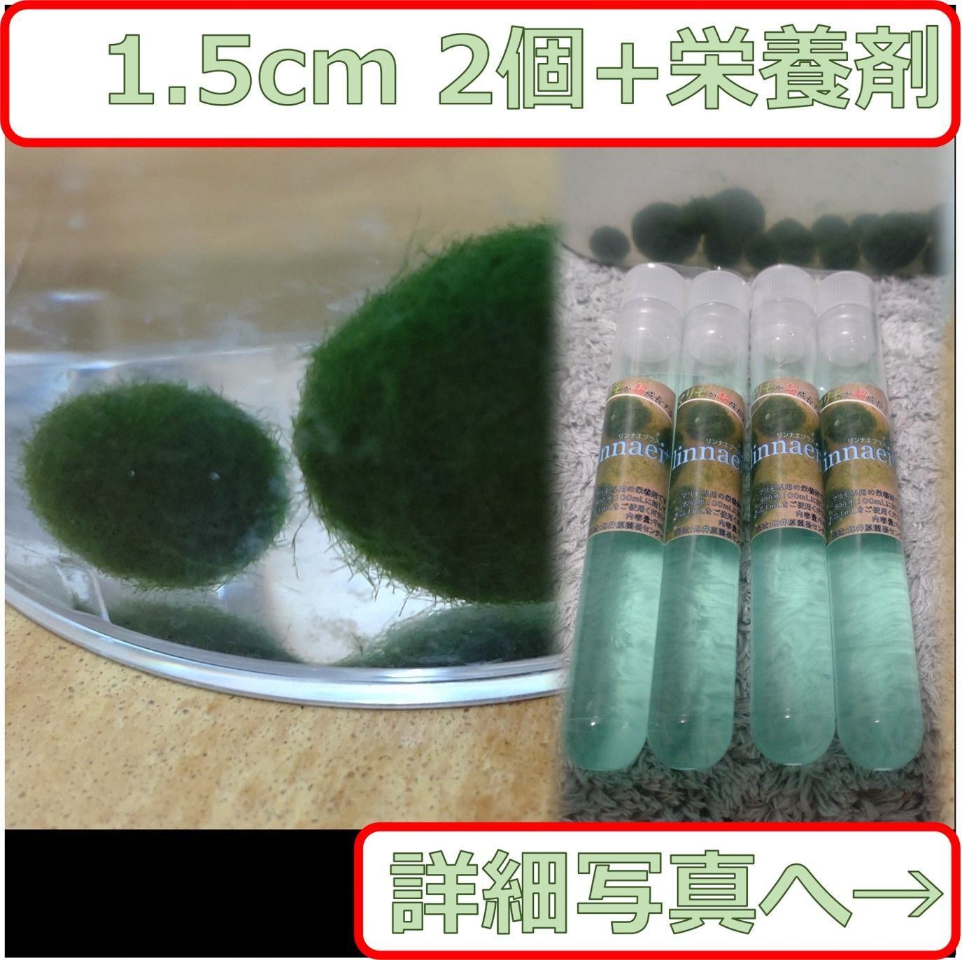 国産まりも１.5cm 2個 linnaei+(マリモの栄養剤)付き 　無農薬