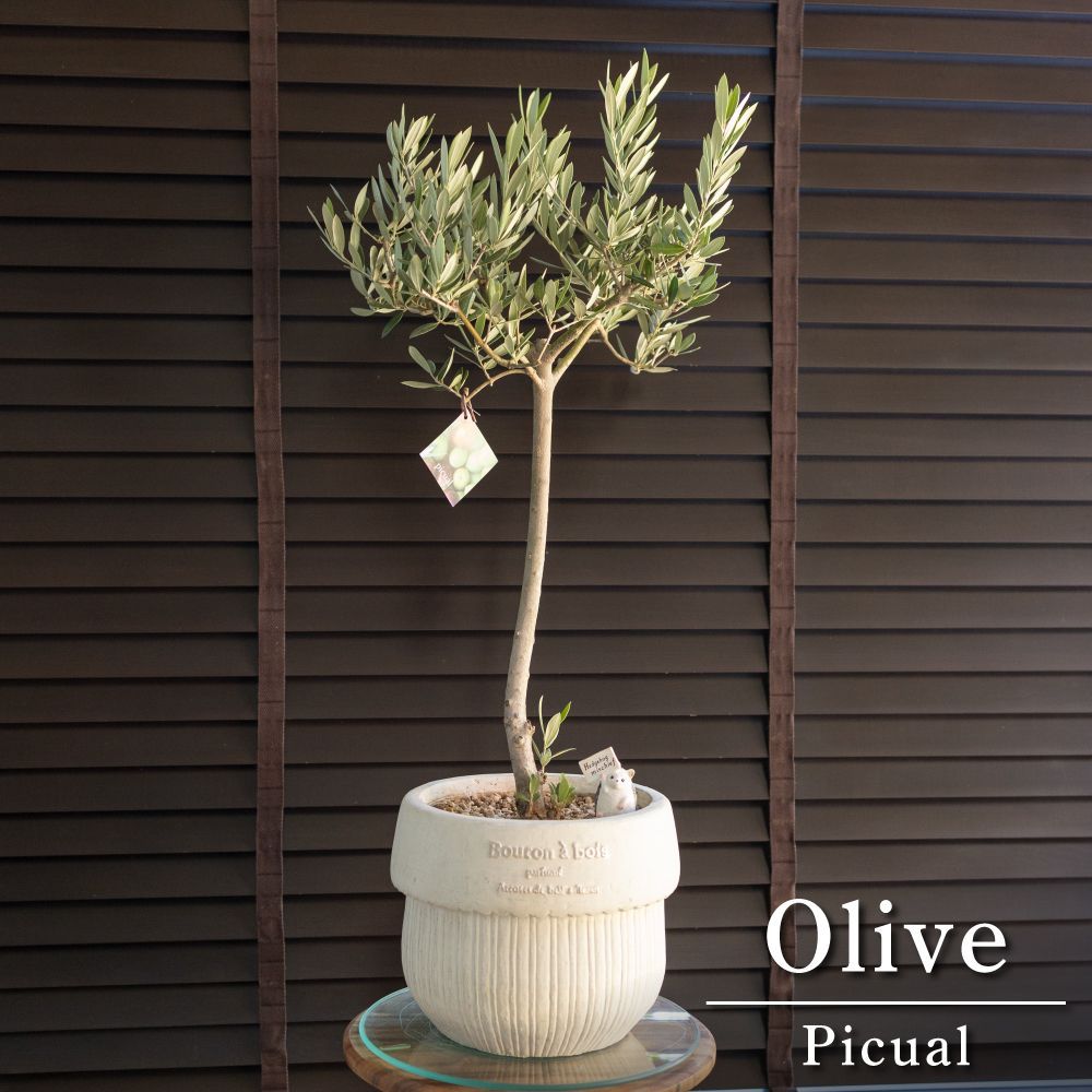 SALE! Spring 春うらら ミモザとアストランティアのブランコ SALE