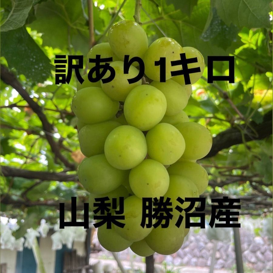 訳あり」糖度20度以上シャインマスカット約1キロ 山梨県甲州市