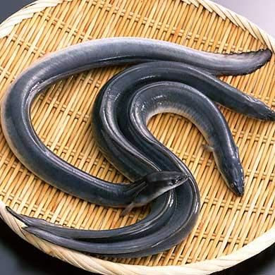 【在庫処分】sac taske ウナギ 仕掛け 捕獲 カゴ ワナ 鰻 穴子 捕獲 Amazon | sac taske ウナギ 仕掛け 捕獲 カゴ ワナ 鰻 穴子 捕獲