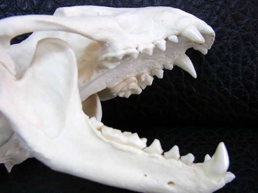 【本物保証格安】美！ ヨーロッパ アナグマ（European badger）の頭骨 置物