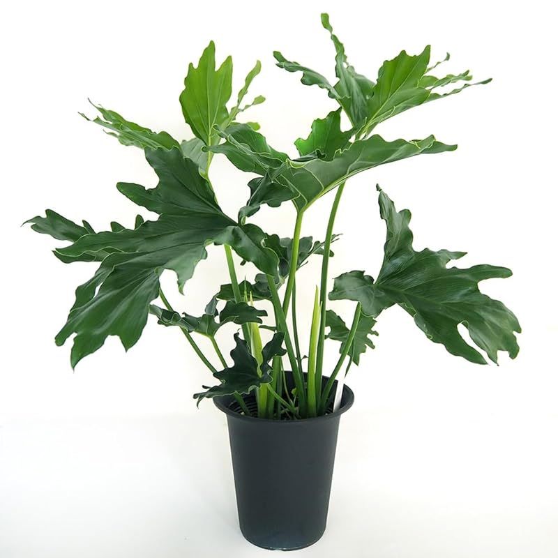 最終値下げ ④【希少】ドラセナ ドラコ/Dracaena draco※本物 最終値下げ ④【希少】ドラセナ ドラコ/Dracaena draco※本物 種子50粒