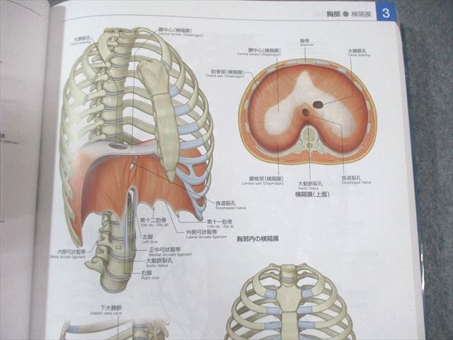 触診解剖アトラス 第3版 触診解剖アトラス 第3版 | 書籍詳細 | 書籍 | 医学書院