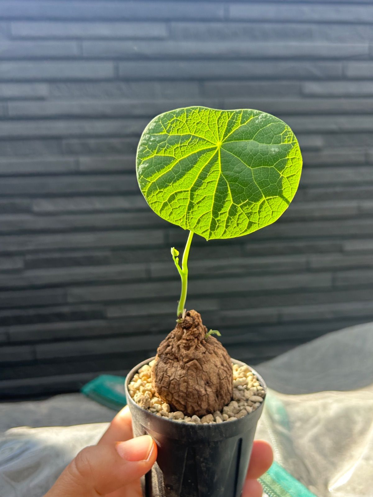 数箇所発芽ステファニア スベローサ ヴェノサ Stephania suberosa