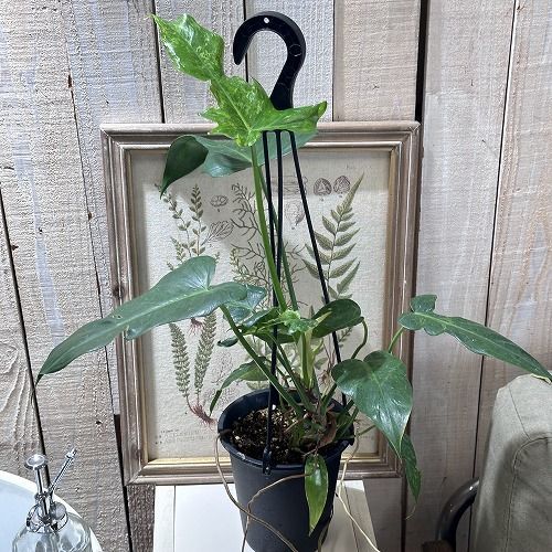 2000ピースジグソーパズル THE WORLD 世界 貴希 貴希 世界