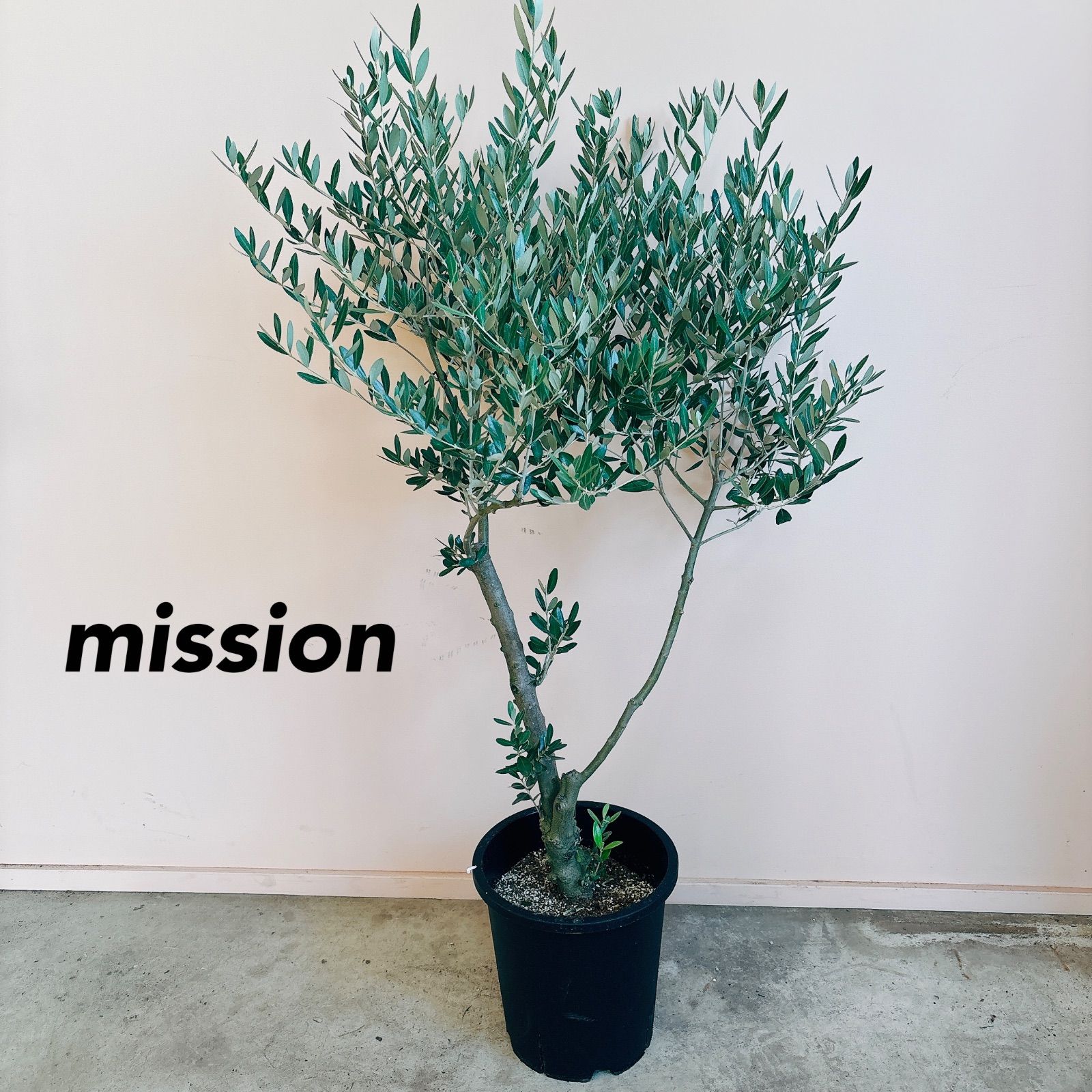 ナチュラル樹形 オリーブの木 ミッションSOUJU 8号 1-51 - 植木、庭木