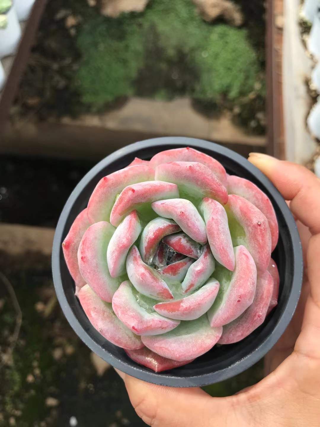 SKL1250×36 コウエンツキカゲセッカ 抜き苗 多肉植物 アエオニウム エケベリア 韓国苗