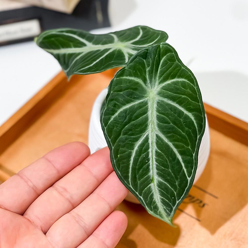 PLANCHU 観葉植物 アロカシア ニンジャ 3号丸鉢 受け皿付き 育て方説明書付き Alocasia reginula ‘Ninja’ アロイド