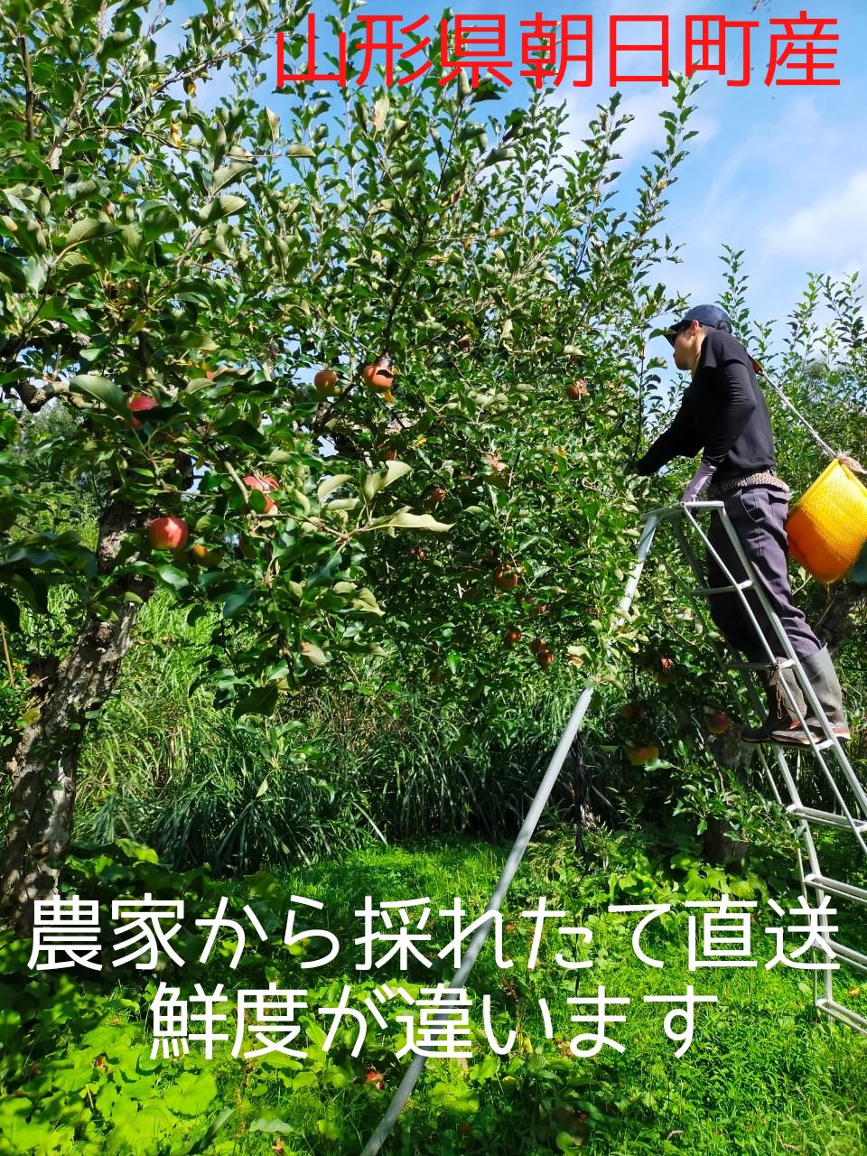 完売御礼【山形県朝日町産】蜜入りりんご サンふじ5キロ（大小混合・訳