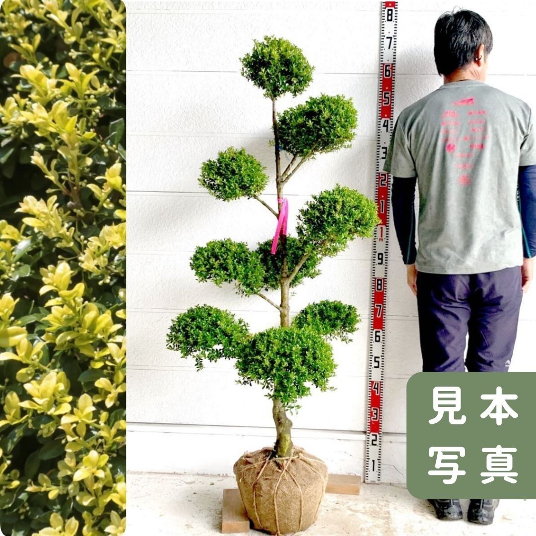 キンメツゲ 散らし 仕立て|トピアリー|玉柘植|柘植|苗木|植木|庭木|生垣|垣根