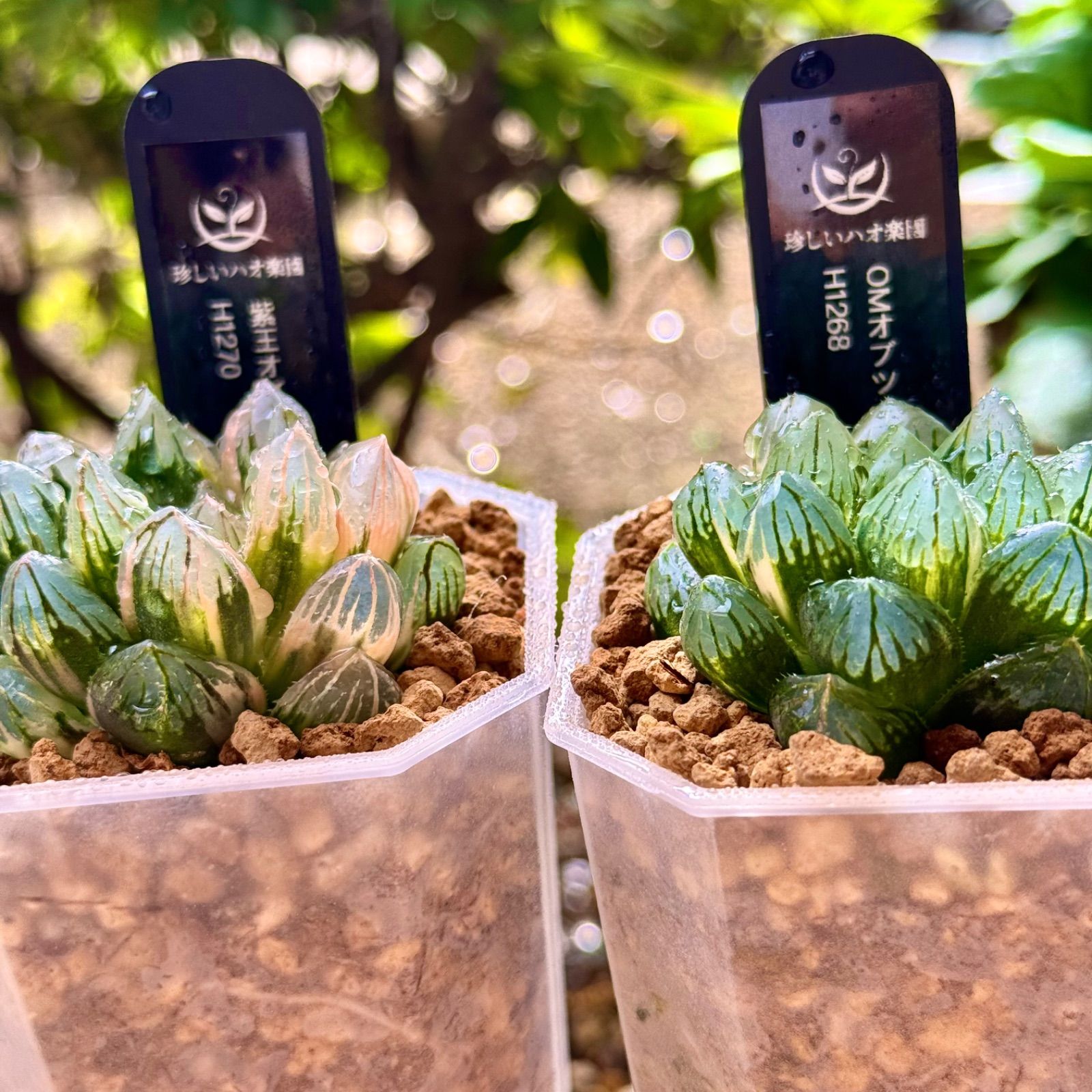 キタコ(KITACO) エアロバイザー (ダークスモーク) CL250(MC57) CL500