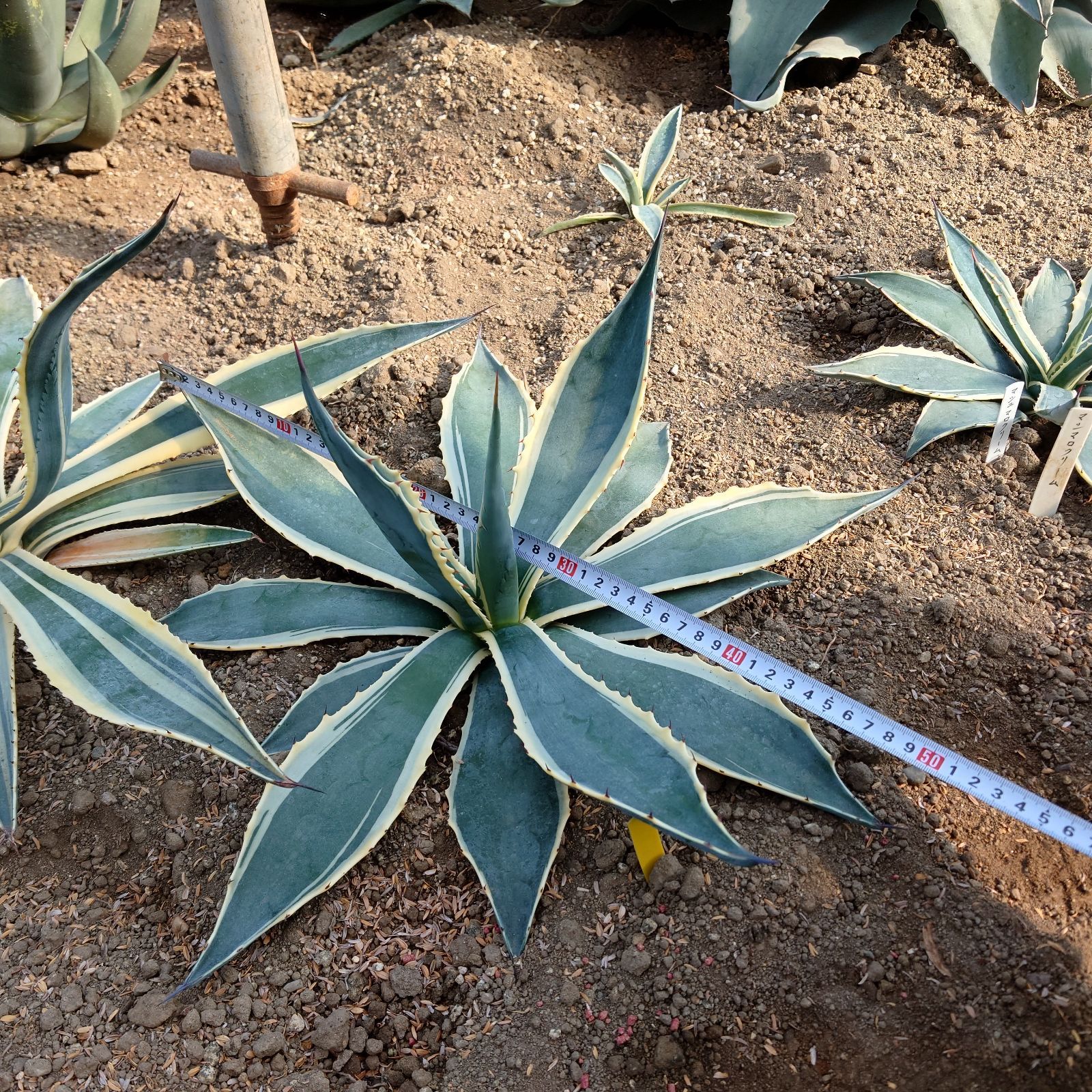 アガベ マシュマロクリーム 約50 cm 大株 ドライガーデン