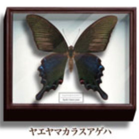 美しい蝶とドイツ箱マグネットコレクション1蝶々ガチャガチャ昆虫