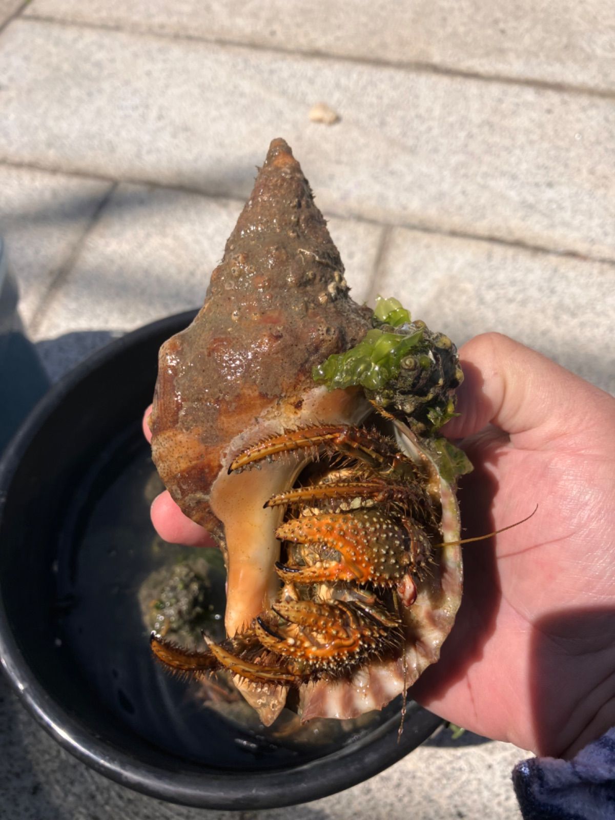冷凍ヤドカリ20個 冷凍イソガニ50匹 石鯛 黒鯛 釣り餌 - メルカリ