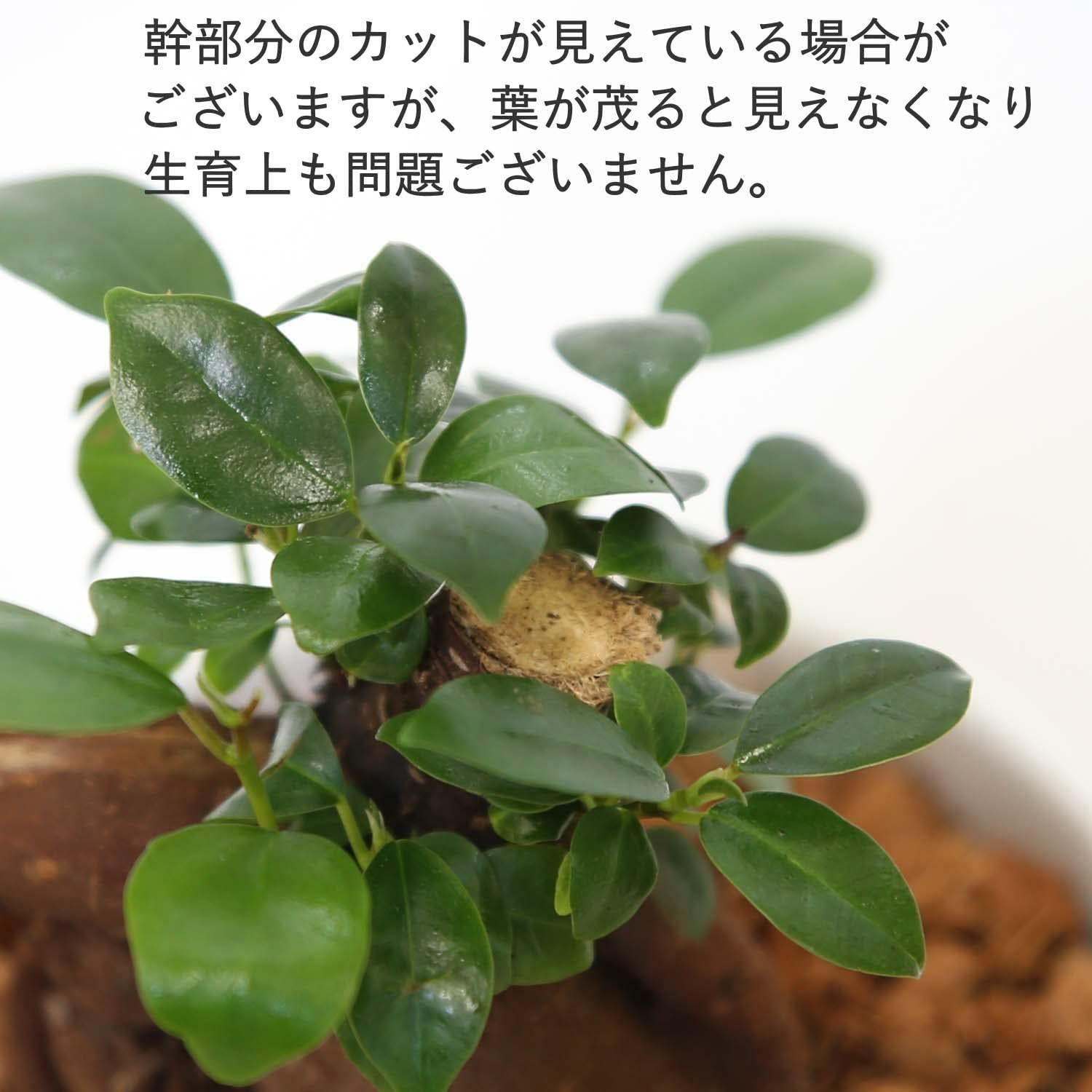 レインボークリスタル 水耕栽培