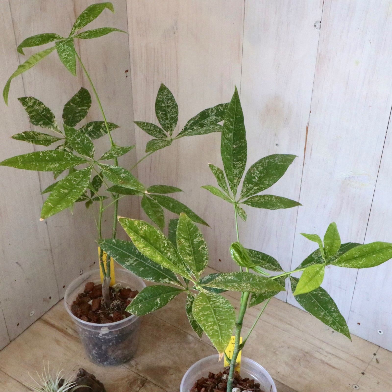 安い 実生苗♡斑入り♡パキラ♡ミルキーウェイ♡希少♡