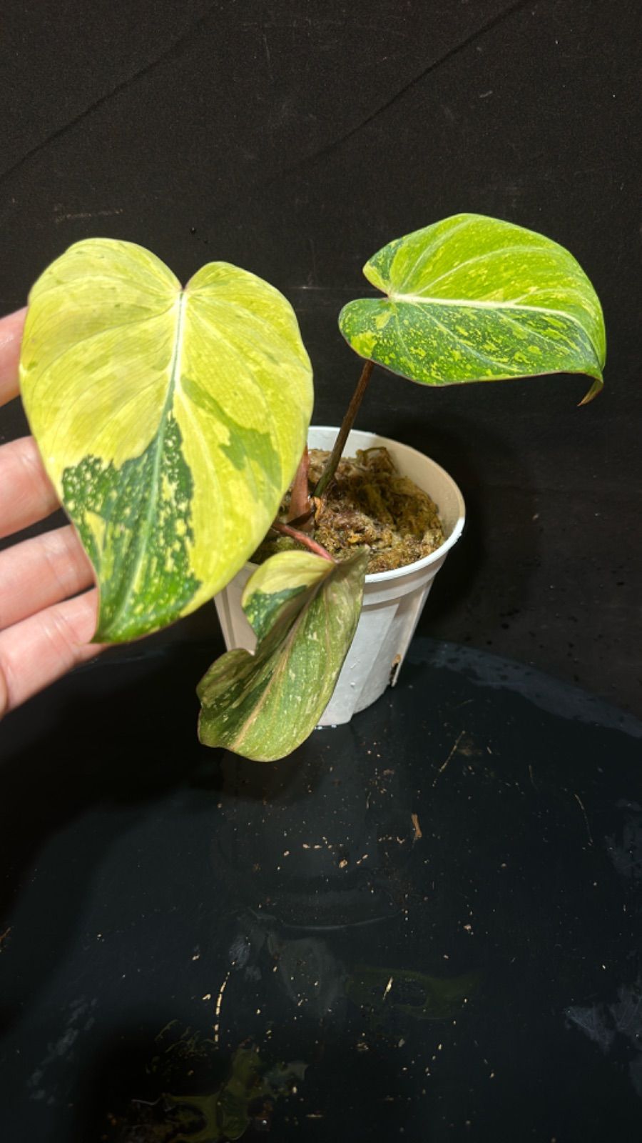 メ*ム様 フィロデンドロン・グロリオーサム トリカラー　斑入り 011 フィロデンドロン グロリオーサム 斑入り トリカラー