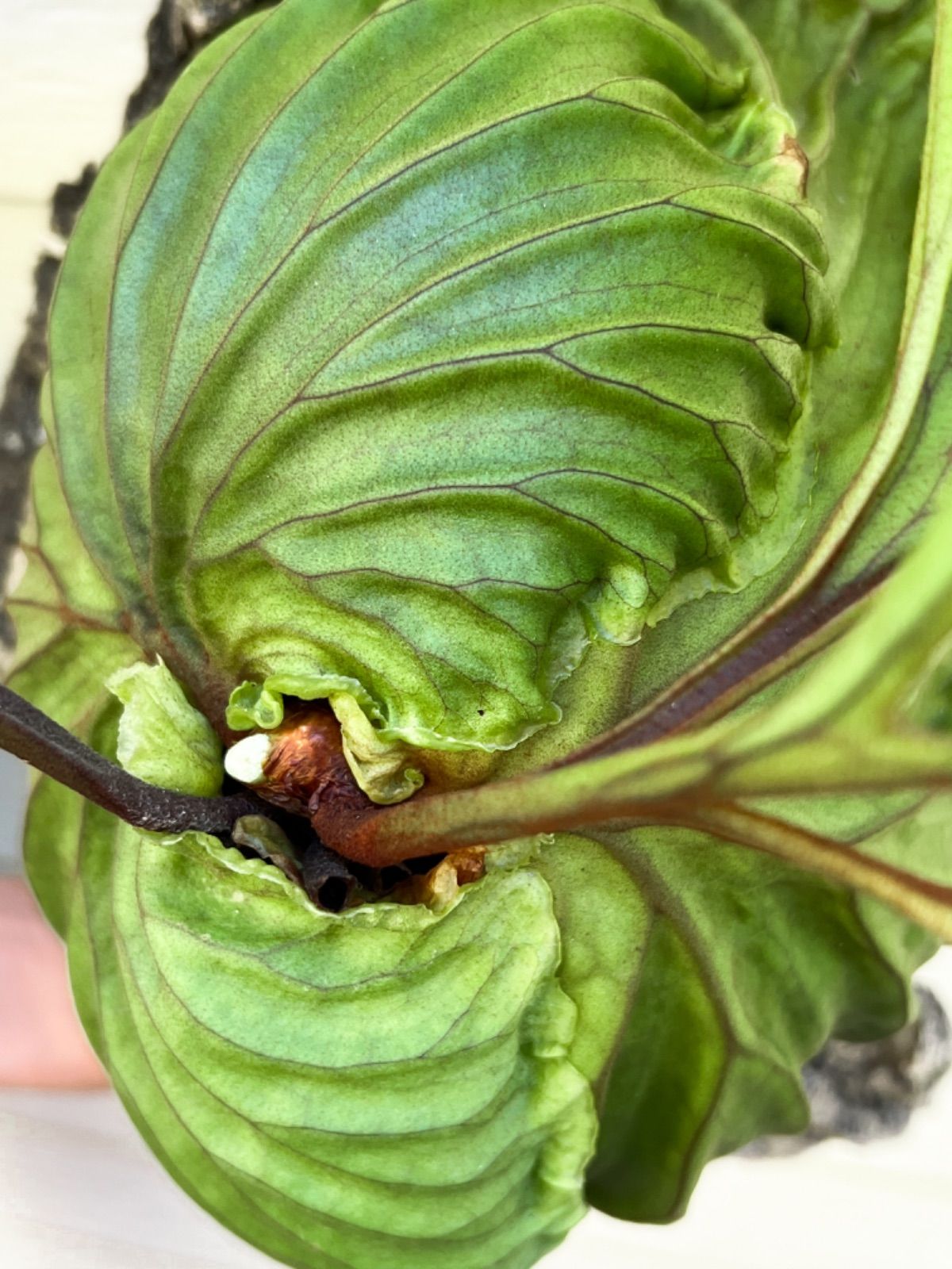 P. ridleyi