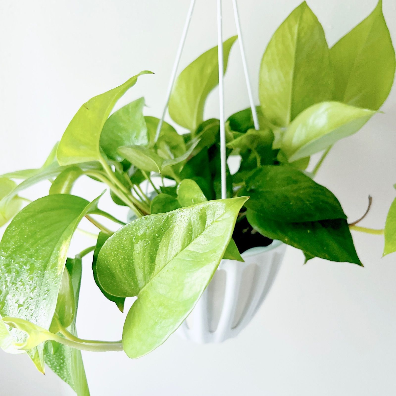 新品種 ポトス テルノムーンライト 希少 観葉植物 calm cafe - メルカリ