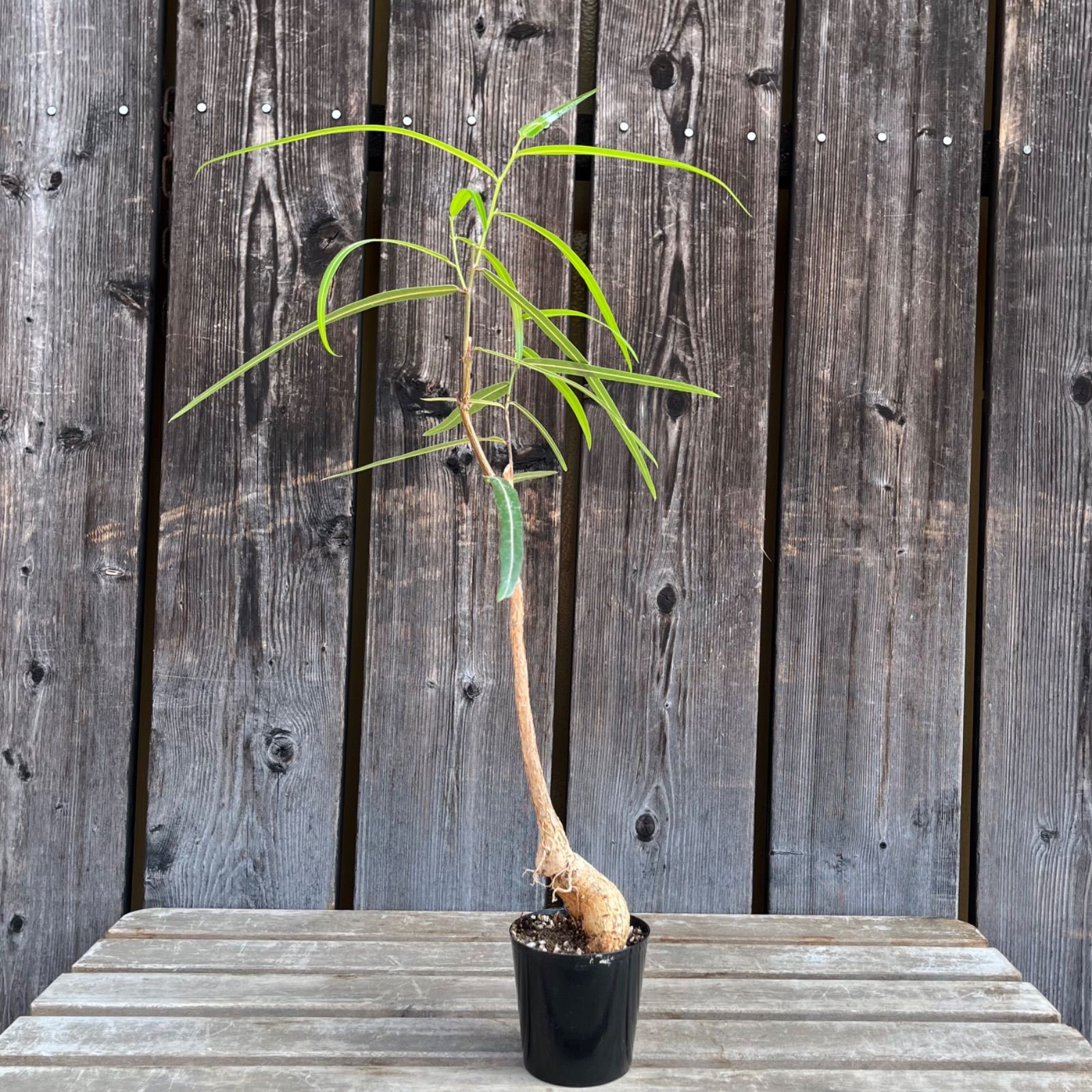 観葉植物 ボトルツリー(ブラキキトン ルペストリス) 2.5号鉢