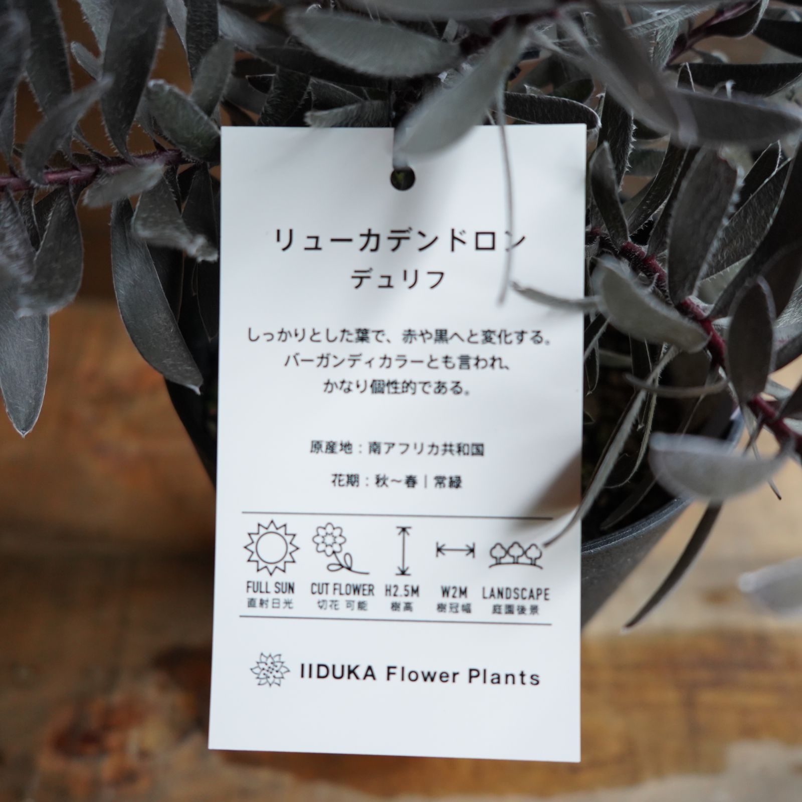 リューカデンドロン