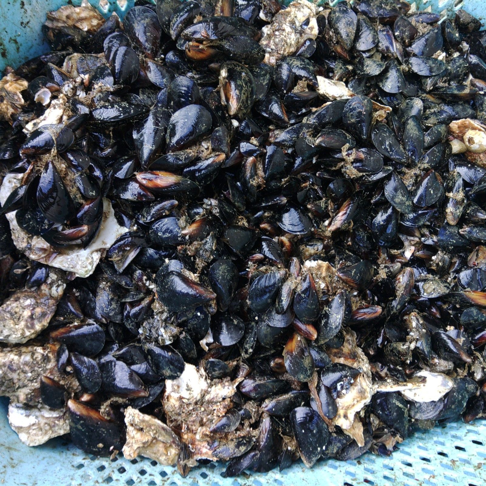 小さめサイズ 送料無料 釣り餌に☆「ムラサキイガイ☆小さめ
