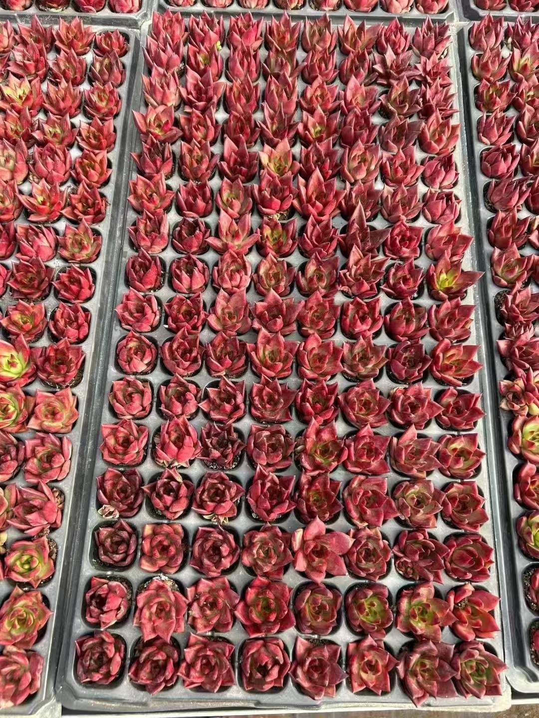 新発売 LL1014 ロビン 105苗セット 土と根付き 多肉植物 エケベリア