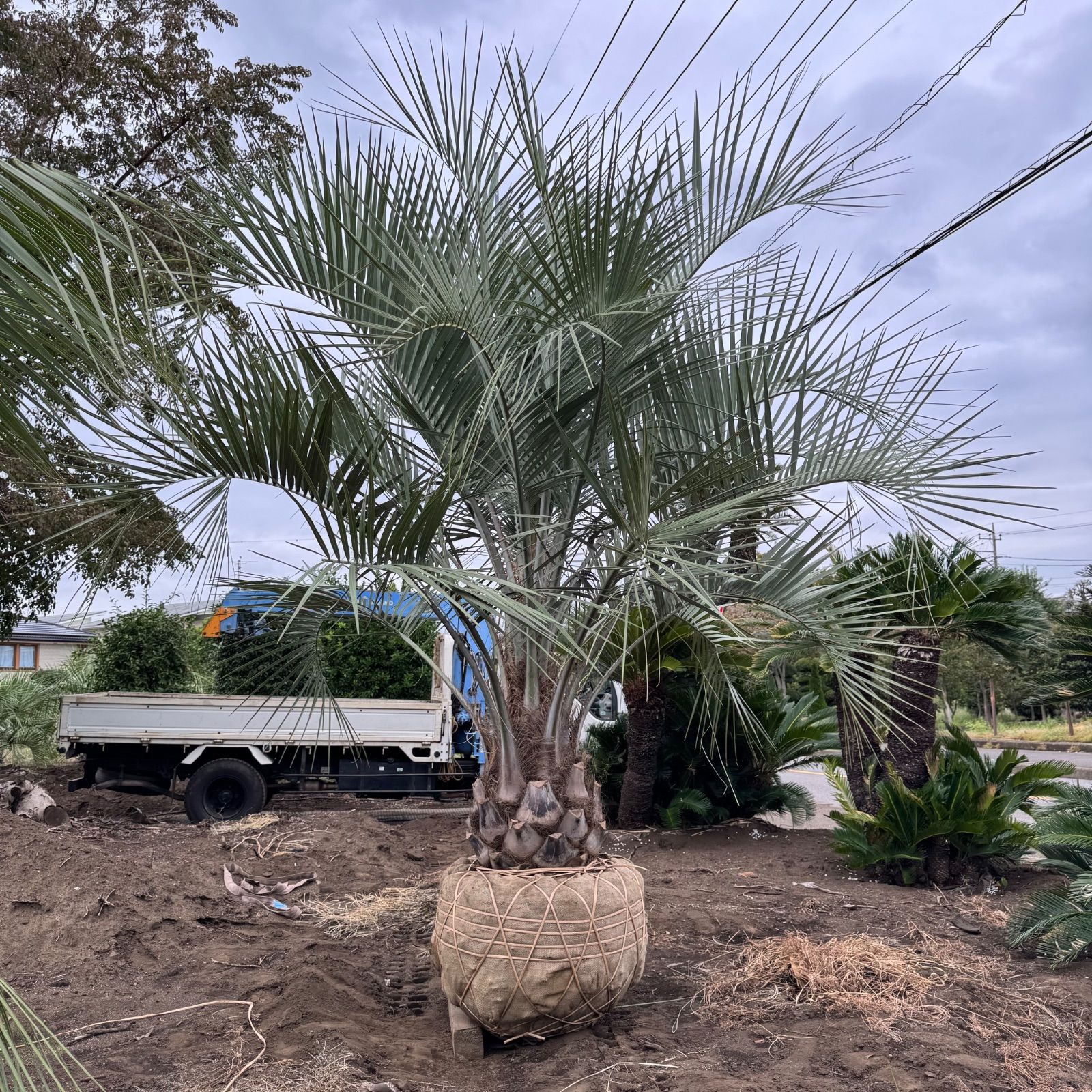 極太幹】3m ココスヤシ - メルカリ