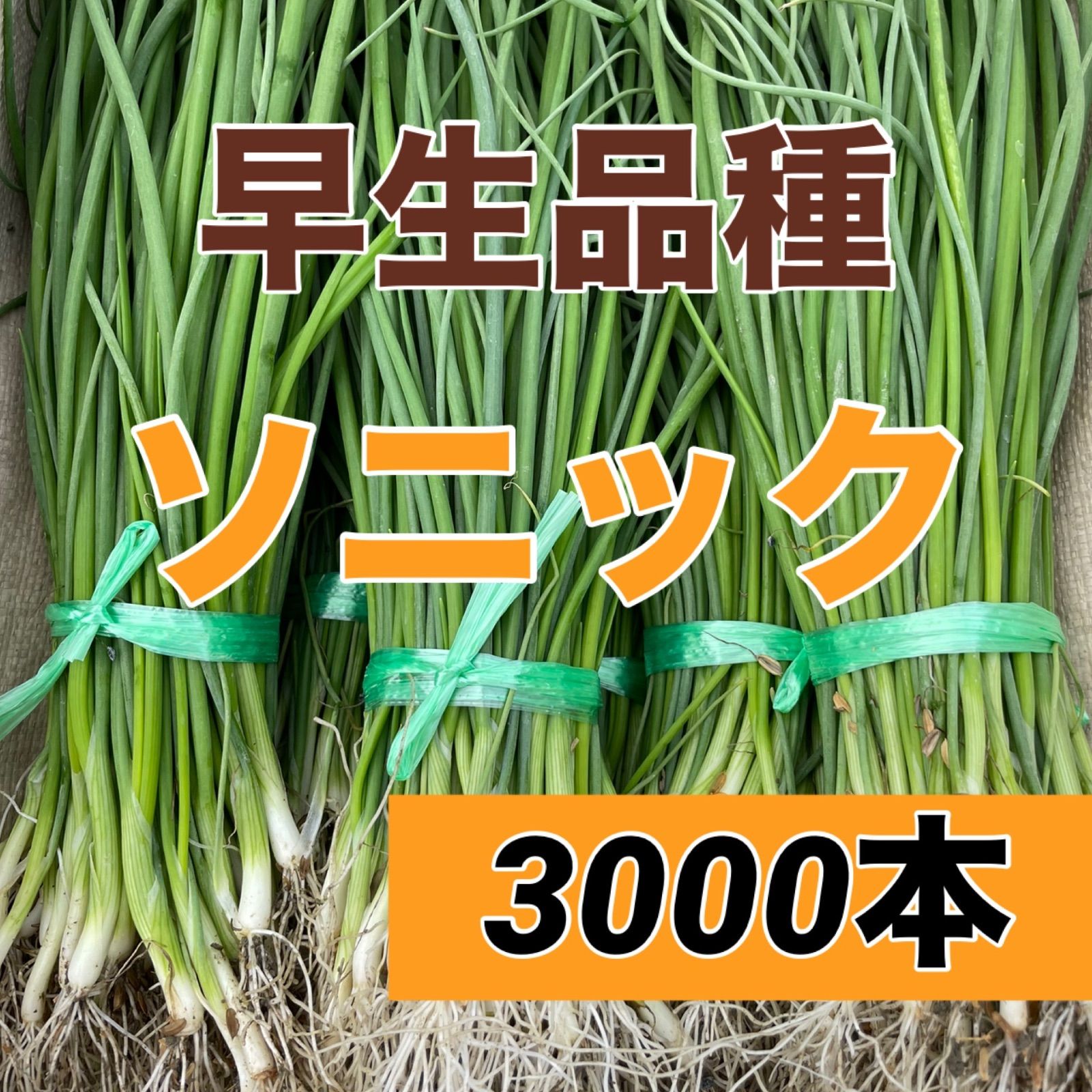 苗の専門店より発送 早生玉ねぎ苗 ソニック3 000本