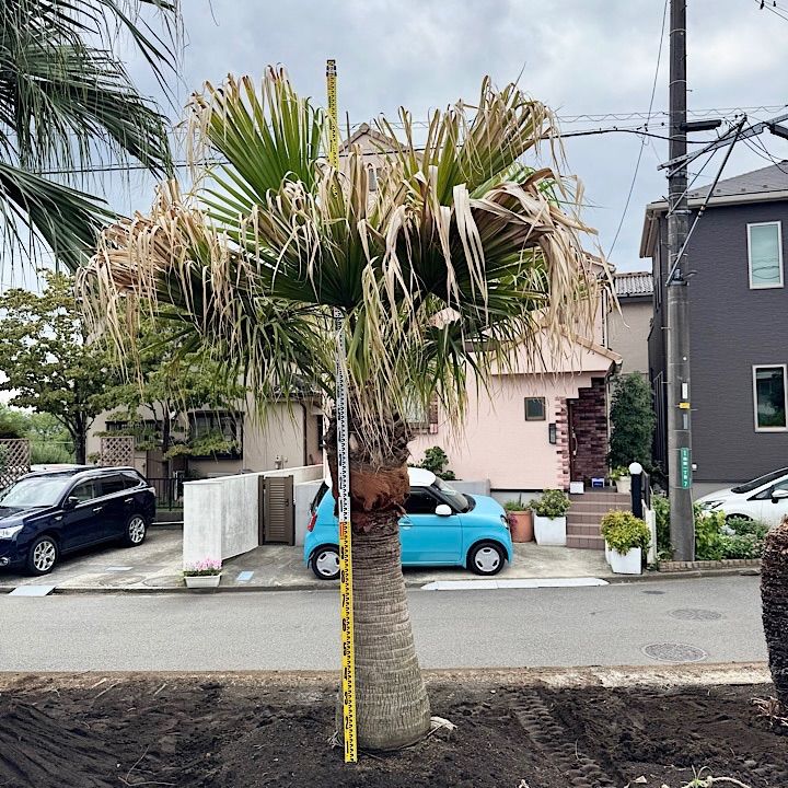 ビロウヤシ - メルカリ