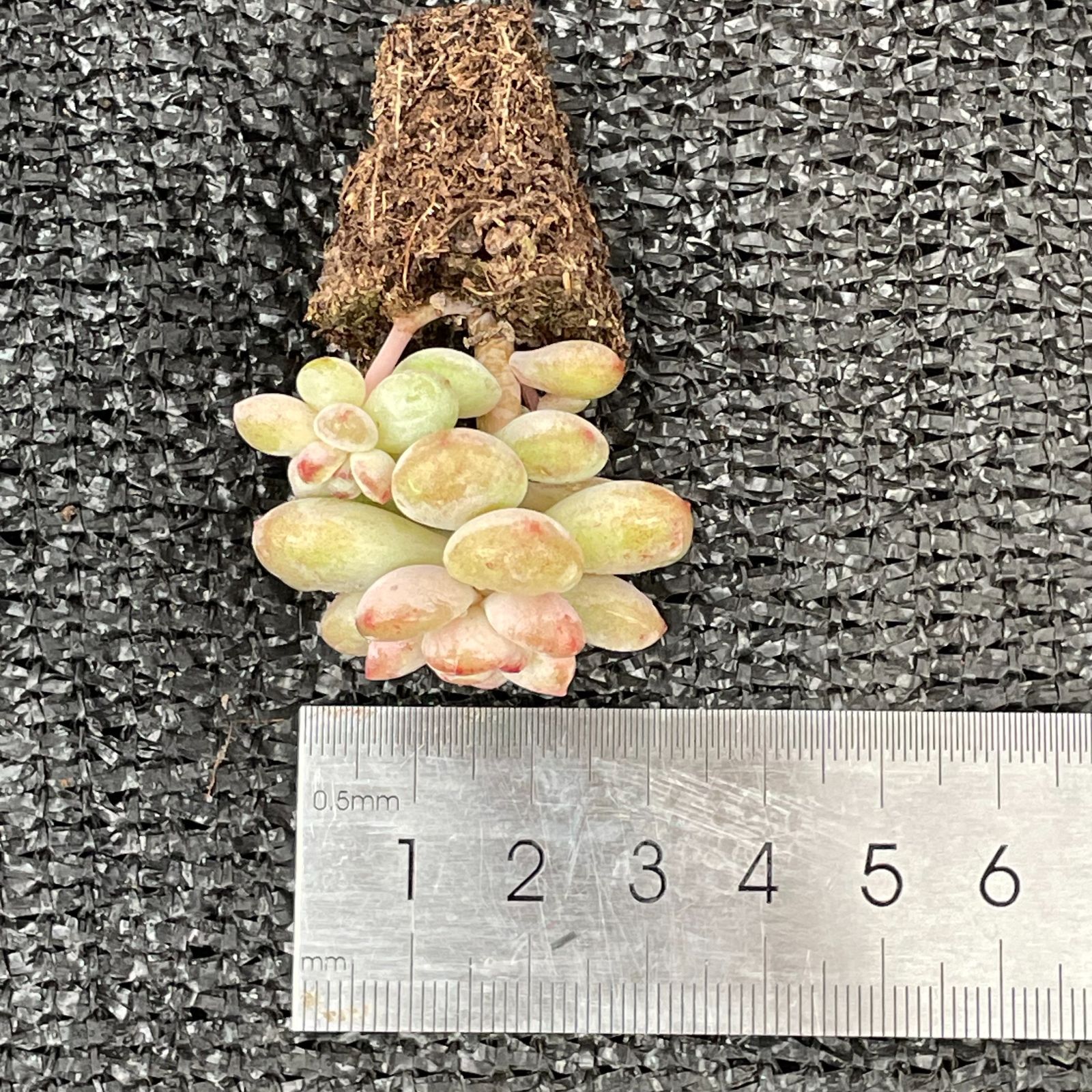 観葉植物 新入荷 サンシャインローズ 鮮やかな128苗セット 土と根付き