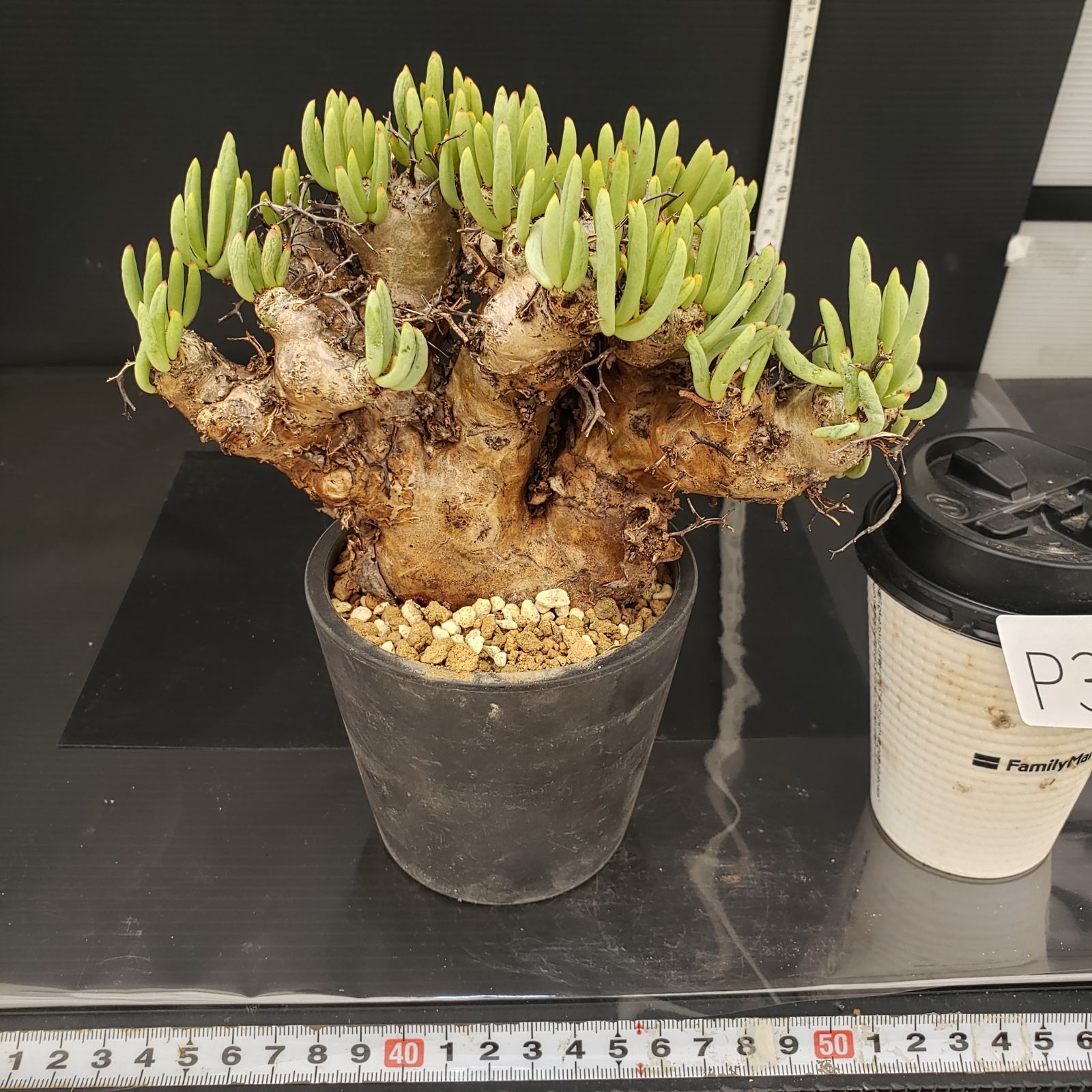 実生塊根！　万物想　チレコドン　多肉植物　塊根植物　レティキュラータス 万物想 輸入球 A2844☆チレコドン レティキュラーツス 多肉植物