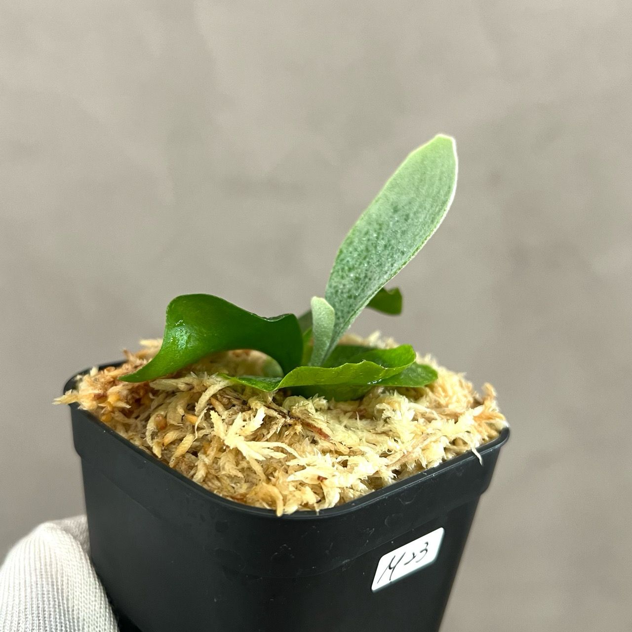 P.Ginka sporeling ビカクシダ