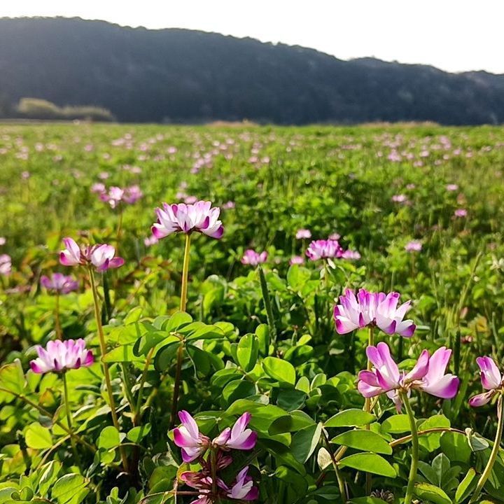 化学肥料不使用